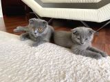 Scottish Fold Dişi