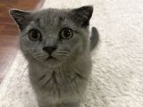 Scottish Fold Dişi