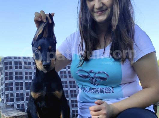 Doberman Yavrular Bursa Köpek Okulu görsel