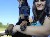 Doberman Yavrular Bursa Köpek Okulu