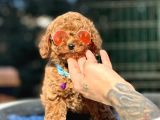 Farklı renk tonlarda Toy poodle yavrularımız