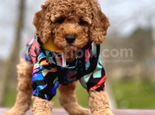 Birbirinden Güzel Toy Poodle Yavrular