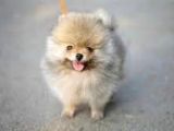 POMERIAN SPITZ YAVRULAR 