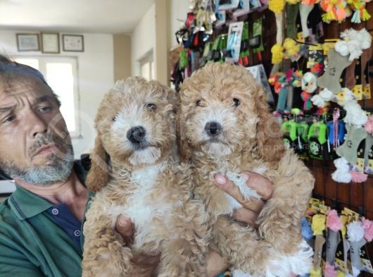 Her Renk Poodle Bebekleri̇mi̇z görsel