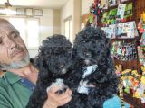 Her Renk Poodle Bebekleri̇mi̇z