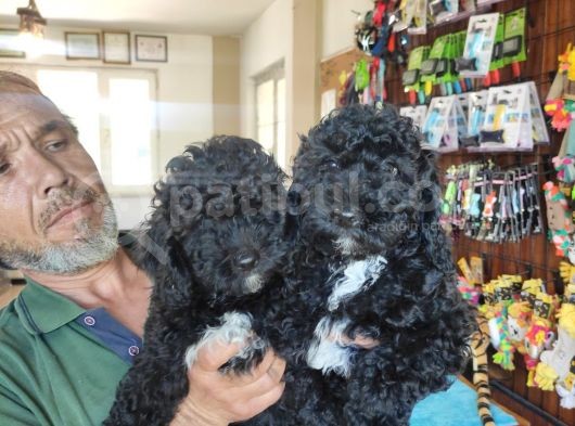Her Renk Poodle Bebekleri̇mi̇z görsel