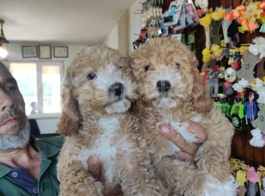 Her Renk Poodle Bebekleri̇mi̇z