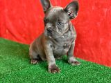 Muhteşem Güzellikte French Bulldog Blue Erkek Yavrumuz