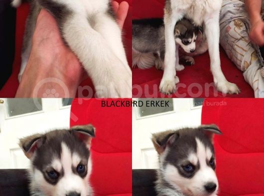 A Kali̇te Safkan Si̇bi̇rya Kurdu Husky Yavrular görsel
