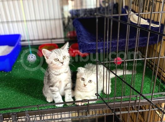 Silver Scotti̇sh Fold Bebekleri̇mi̇z görsel
