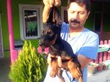 Si̇yah Doberman Yavrularimiz