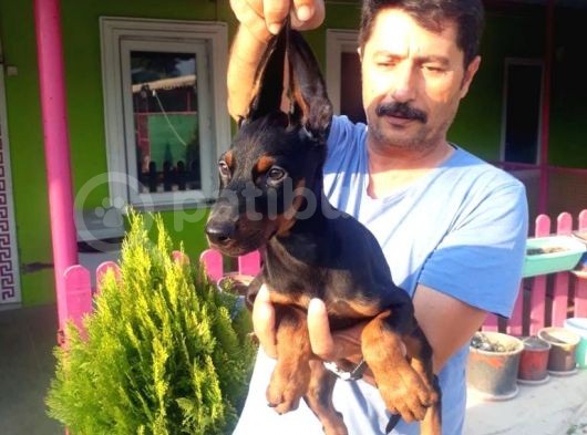 Si̇yah Doberman Yavrularimiz görsel