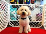 1 Yaşında Aprccot Erkek Toy Poodle