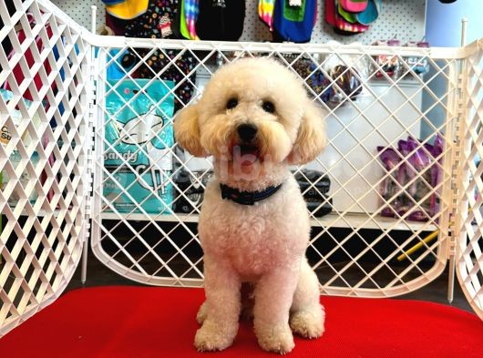 1 Yaşında Aprccot Erkek Toy Poodle görsel