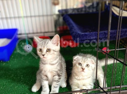 Silver Scotti̇sh Fold Bebekleri̇mi̇z görsel