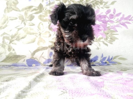 Minyatür Schnauzer Yavrularımız görsel