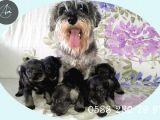 minyatür schnauzer yavrularımız