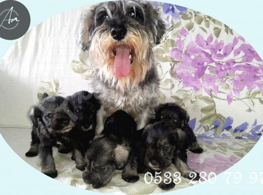 Minyatür Schnauzer Yavrularımız