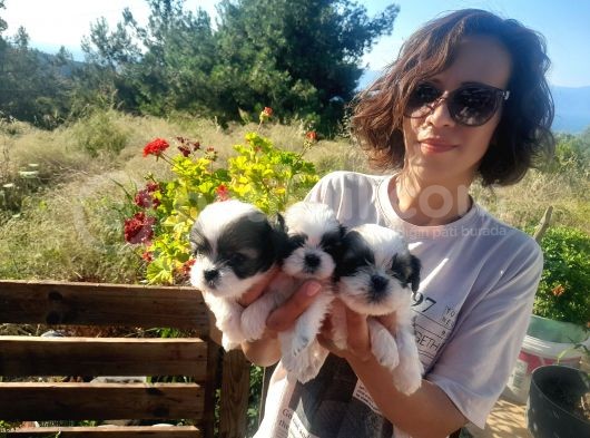 Şeker Gibi  Shih-Tzu  Bebeklerimiz görsel
