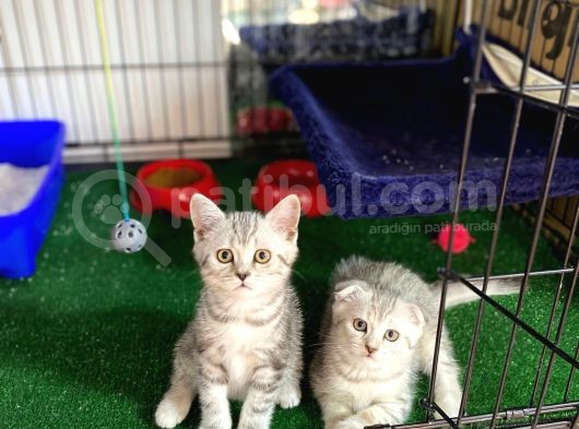 Silver Scotti̇sh Fold Bebekleri̇mi̇z görsel