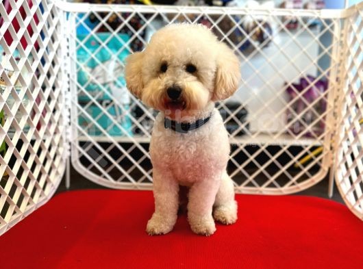 1 Yaşında Aprccot Erkek Toy Poodle