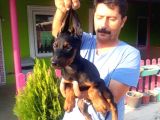 Si̇yah Doberman Yavrularimiz
