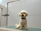 1 Yaşında Aprccot Erkek Toy Poodle