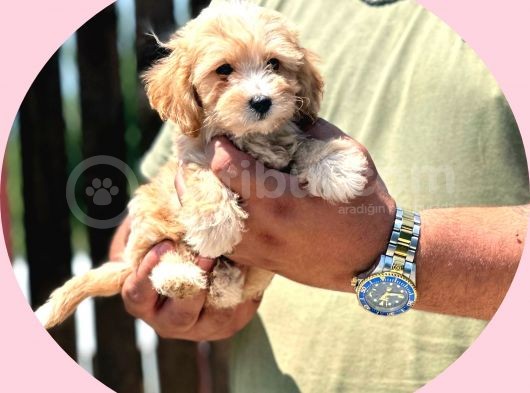 Orijinal Maltipoo Bebeklerimiz