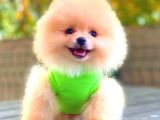 Süper Kali̇te Pomerani̇an Boo Bebekleri̇mi̇z