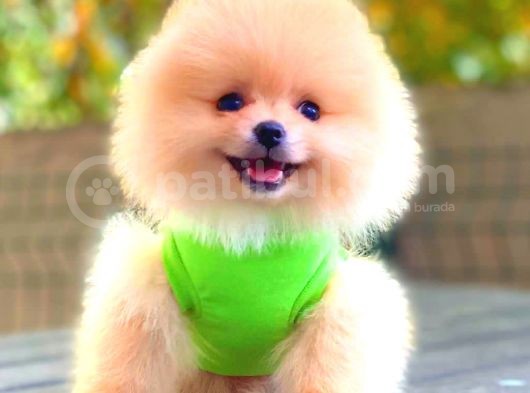 Süper Kali̇te Pomerani̇an Boo Bebekleri̇mi̇z görsel