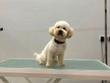 1 Yaşında Aprccot Erkek Toy Poodle