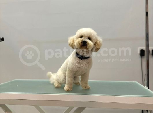 1 Yaşında Aprccot Erkek Toy Poodle görsel