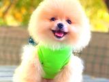 Süper Kali̇te Pomerani̇an Boo Bebekleri̇mi̇z