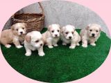 Orijinal Maltipoo Bebeklerimiz