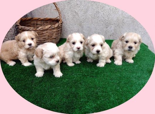 Orijinal Maltipoo Bebeklerimiz görsel