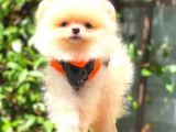 Süper Kali̇te Pomerani̇an Boo Bebekleri̇mi̇z