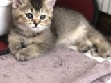 Black Golden Point Ve Scottish Fold White