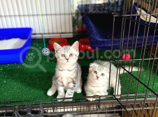 Silver Scotti̇sh Fold Bebekleri̇mi̇z görsel