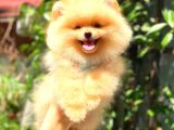 Süper Kali̇te Pomerani̇an Boo Bebekleri̇mi̇z