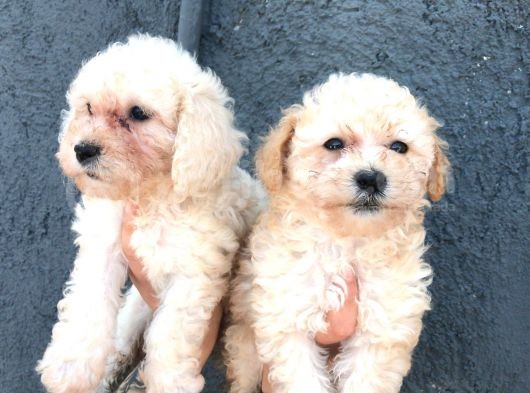 Aprikot Toy Poodle Bebeklerimiz görsel