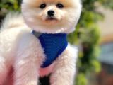 Yavru pomeranian