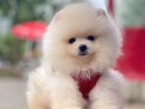 Yavru Pomeranian