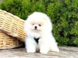 Yavru Pomeranian
