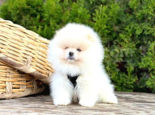 Yavru Pomeranian görsel