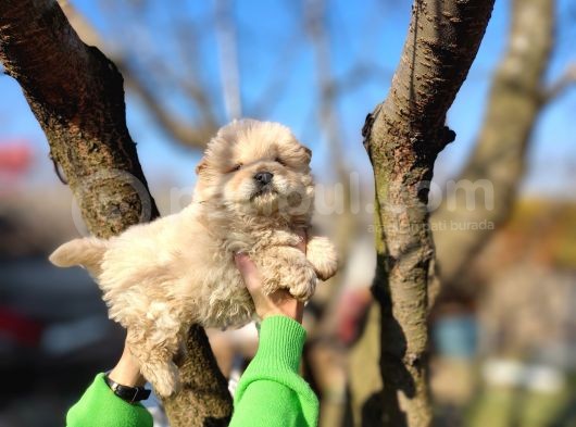 Irkının En Güzeli Beyaz Chow Chow Yavrularımız görsel