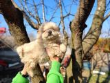 Irkının en güzeli Beyaz Chow Chow yavrularımız