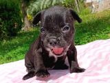 2 Aylık French Bulldog Yavruları
