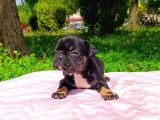 2 Aylık French Bulldog Yavruları