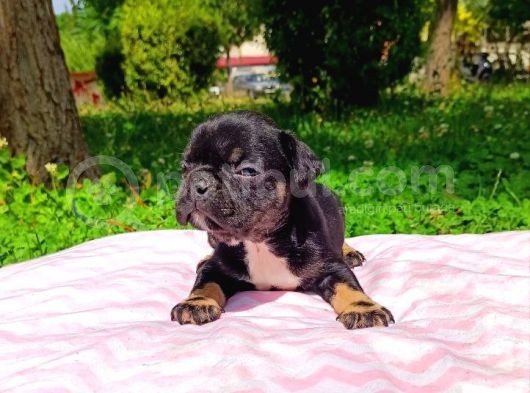 2 Aylık French Bulldog Yavruları görsel