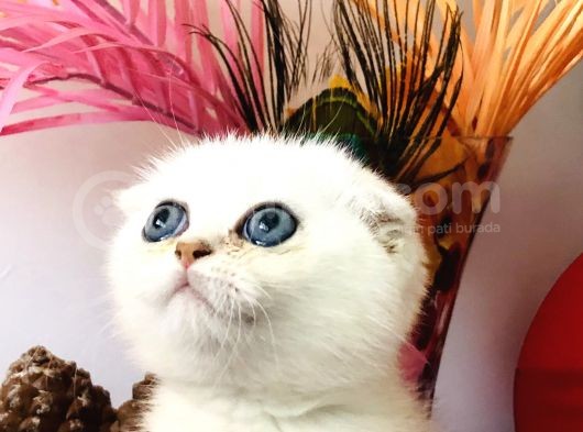 Scottish Fold Ny12 görsel